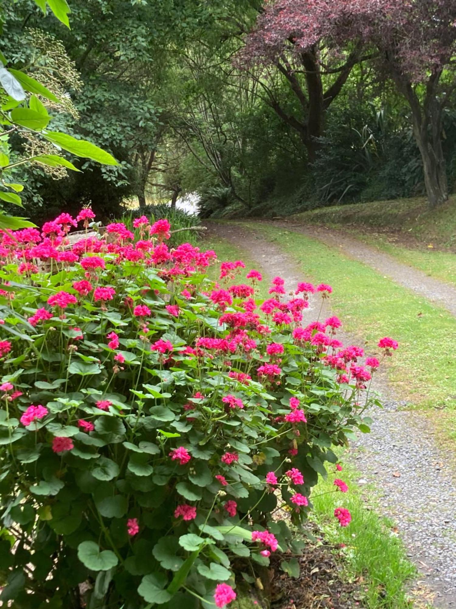 Arden Country House BnB Dunedin Exterior foto